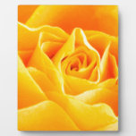 Yellow Rose Painted Plaque at Zazzle