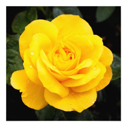 Yellow Rose Photo Print