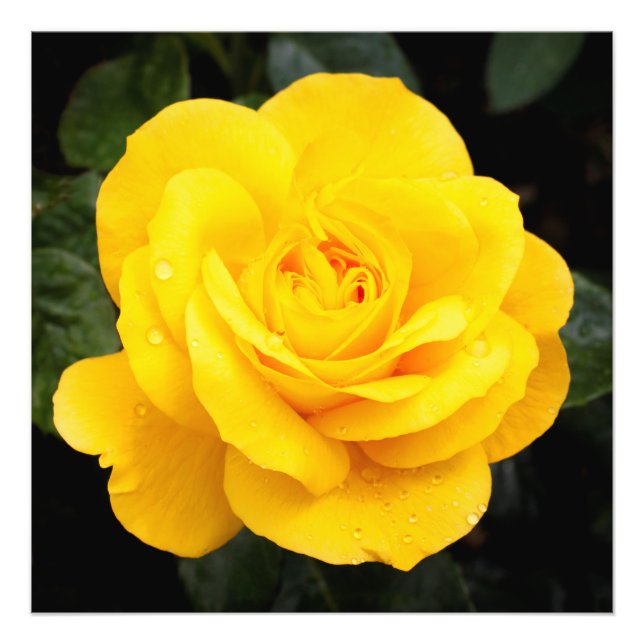 Yellow Rose Photo Print (Front)