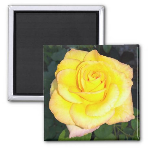 Yellow Rose Photo Square Magnet