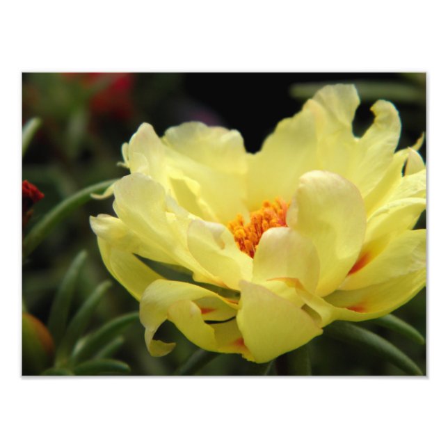 Yellow Rose Photography Photo Print (Front)
