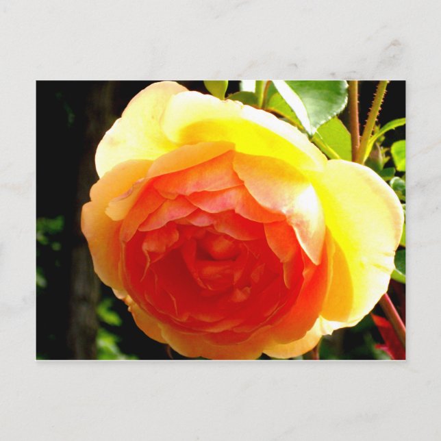 Yellow Rose Postcard (Front)