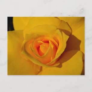 Yellow Rose Postcard