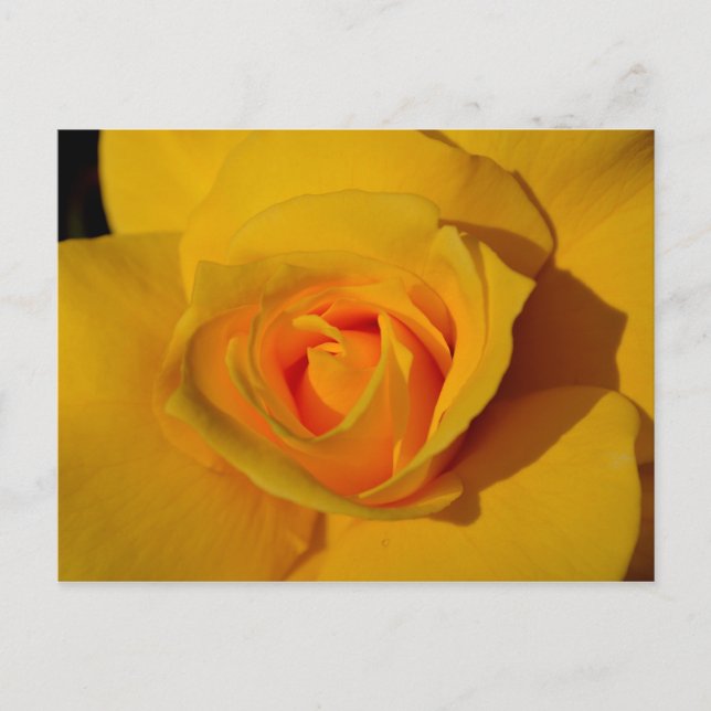 Yellow Rose Postcard (Front)
