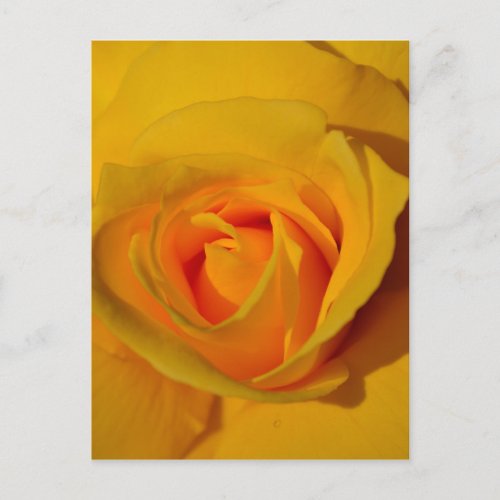 Yellow Rose Postcard