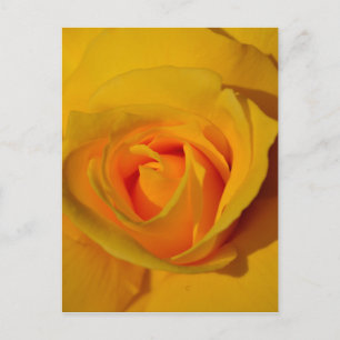 Yellow Rose Postcard