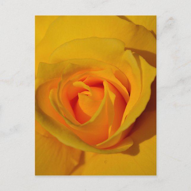Yellow Rose Postcard (Front)