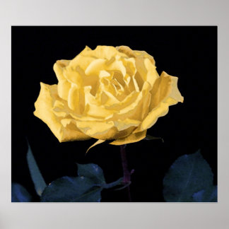 Yellow Rose Poster