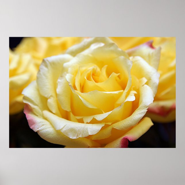 Yellow Rose Poster (Front)