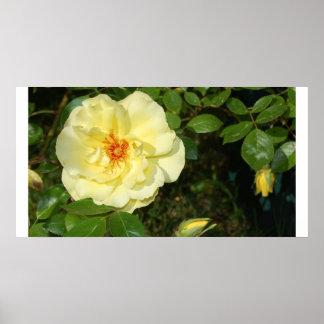 yellow rose poster