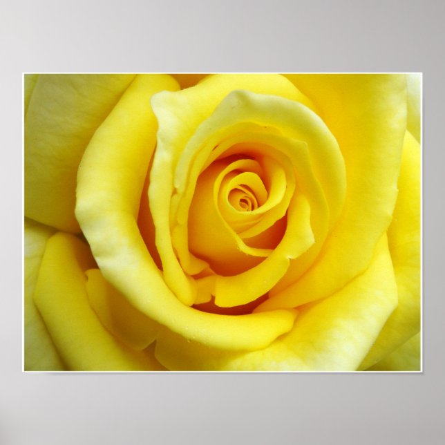 Yellow Rose Poster (Front)