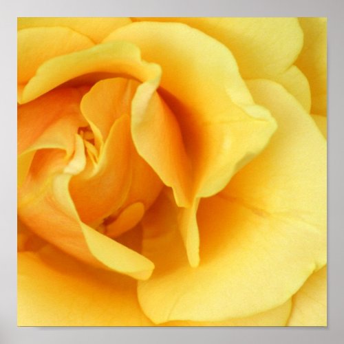 Yellow Rose Print