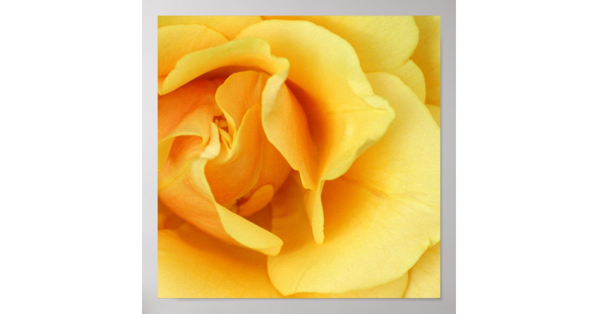 Yellow Roses To Print Yellow Rose Print | Zazzle