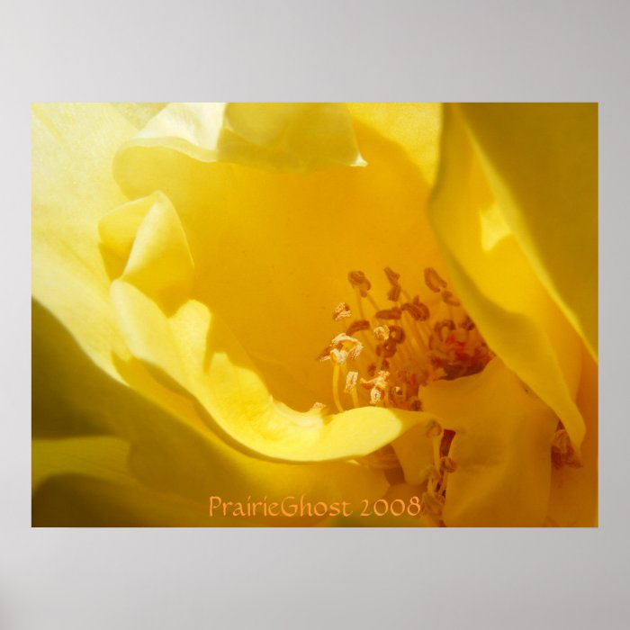 Yellow Rose Print