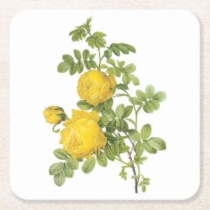 yellow rose(Rosa sulfurea) by Redouté Square Paper Coaster