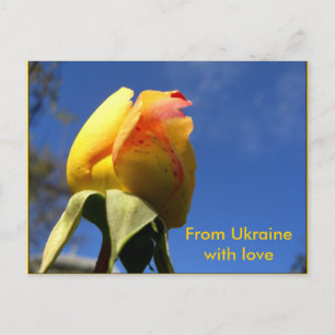 Yellow Rose Set Postcard
