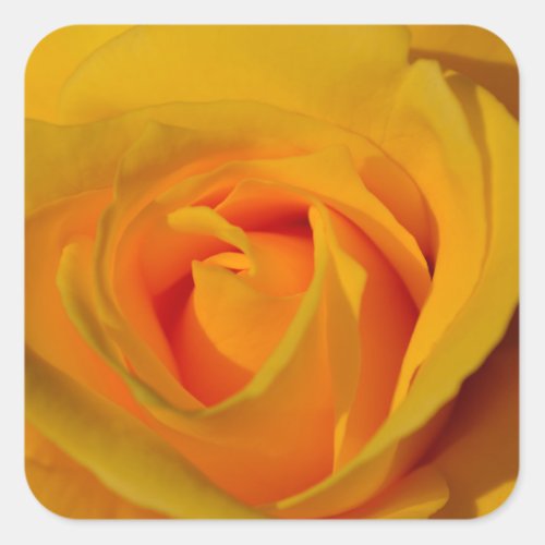 Yellow Rose Square Sticker