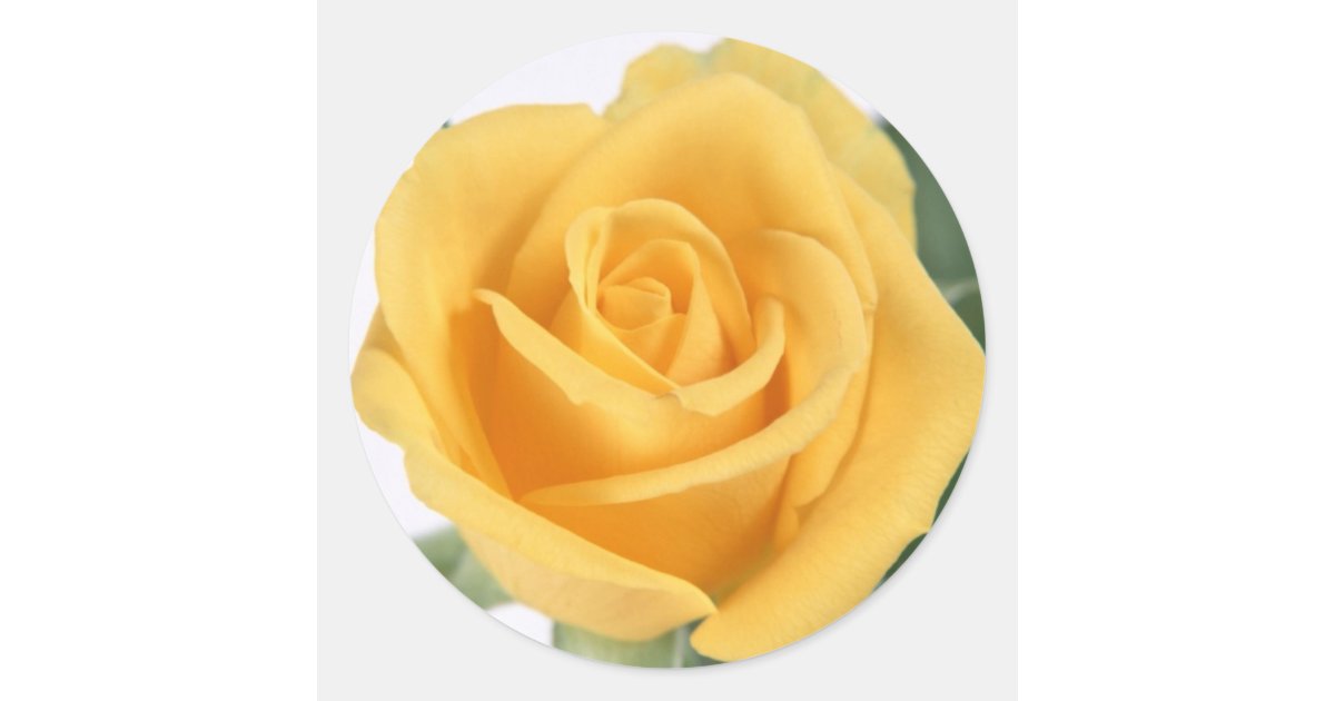 Yellow Rose Sticker Zazzle