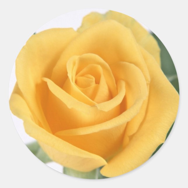 Yellow Rose Sticker (Front)