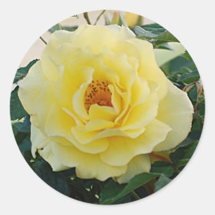 Yellow Rose sticker