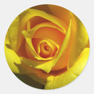 Yellow Rose Sticker