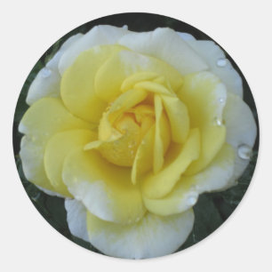Yellow Rose Sticker