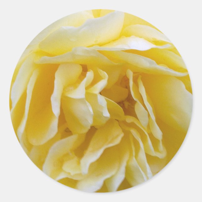 Yellow Rose Sticker (Front)