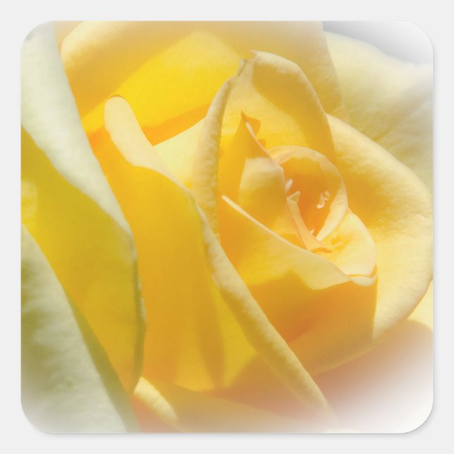 Yellow Rose Stickers (Front)