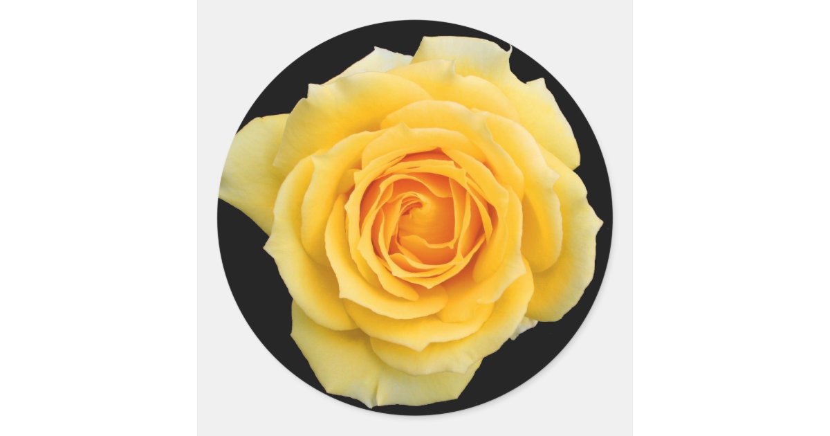 Yellow rose , stickers | Zazzle