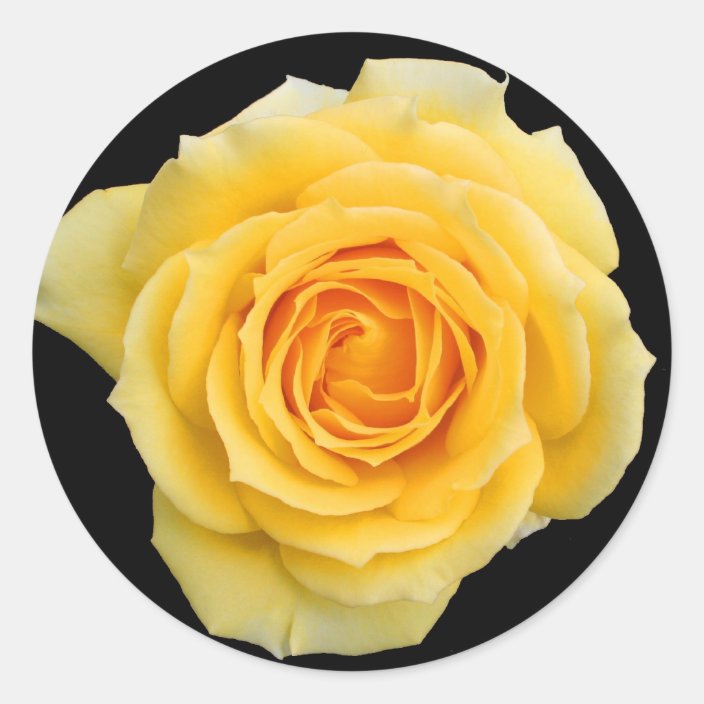 Yellow rose , stickers | Zazzle.com