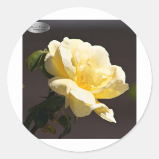 6,000+ Yellow Rose Stickers and Yellow Rose Sticker Designs | Zazzle