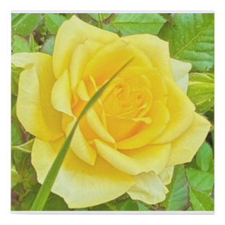 Yellow Rose Wrapped Canvas Photography Art