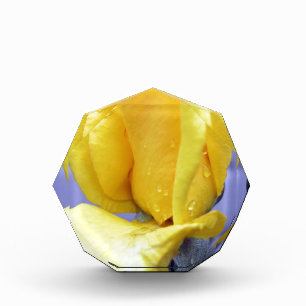Yellow Rosebud Acrylic Award