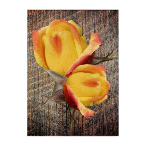 Yellow Rosebud Flowers On Barnboard   Acrylic Print