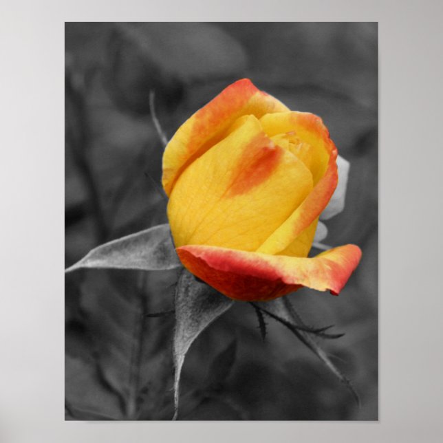 Yellow Rosebud Partial Color Poster (Front)