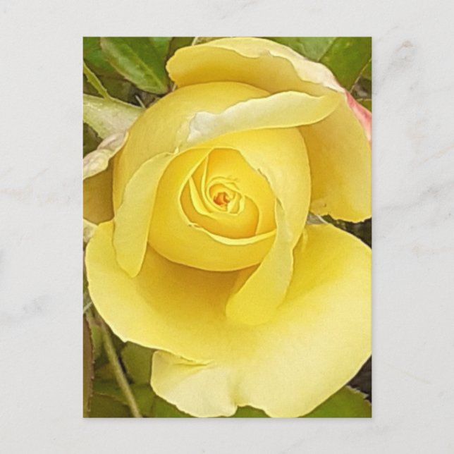 Yellow Rosebud Post Card (Front)