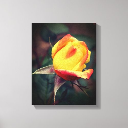 Yellow Rosebud With Red Highlights  Canvas Print