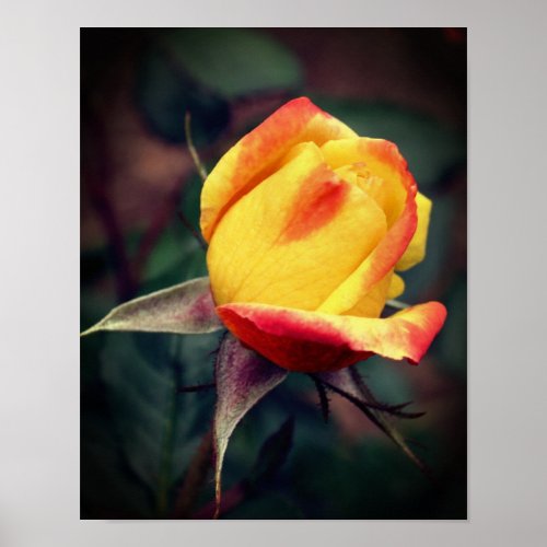 Yellow Rosebud With Red Highlights  Poster