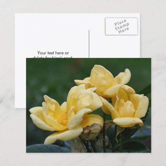 Yellow Rosebuds Flower Photography  Postcard (Front/Back)