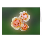 yellow roses (Front Horizontal)