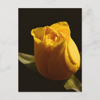 Yellow Roses 11 Postcard