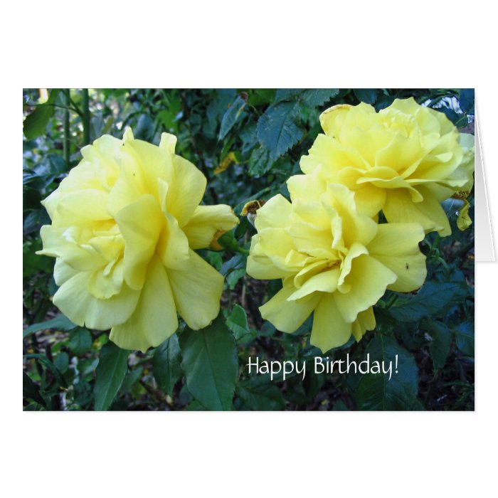 Yellow roses Birthday Card