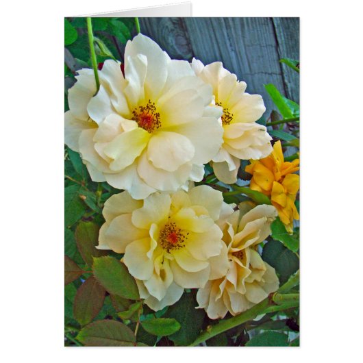 Yellow Roses Cards (Front)