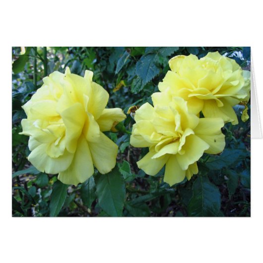 Yellow Roses Cards (Front Horizontal)