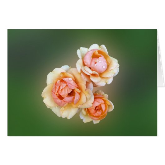 yellow roses cards (Front Horizontal)