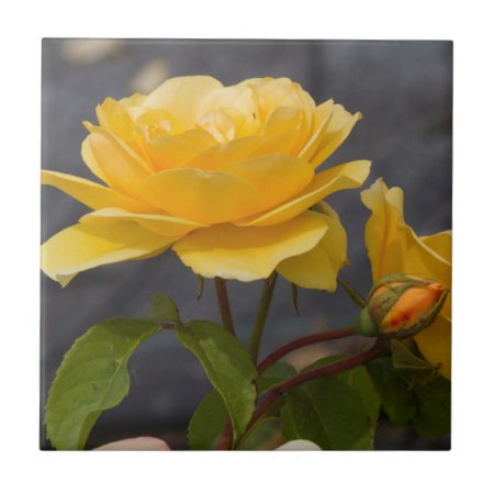 Yellow Roses Ceramic Tile