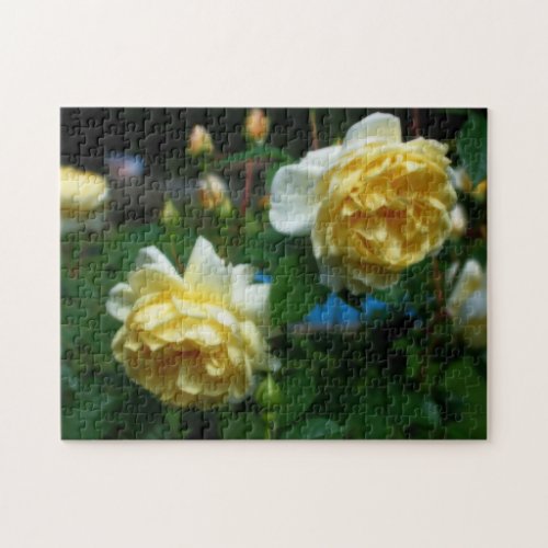 Yellow Roses In Bloom Orton Effect  Jigsaw Puzzle