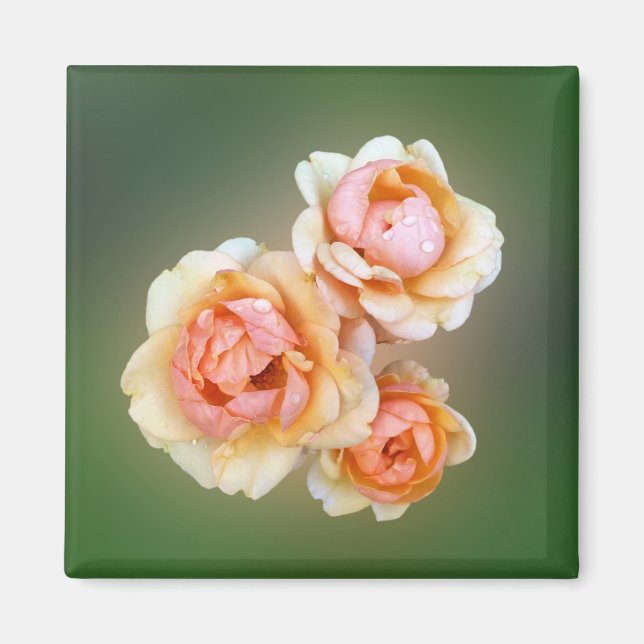 yellow roses magnet (Front)