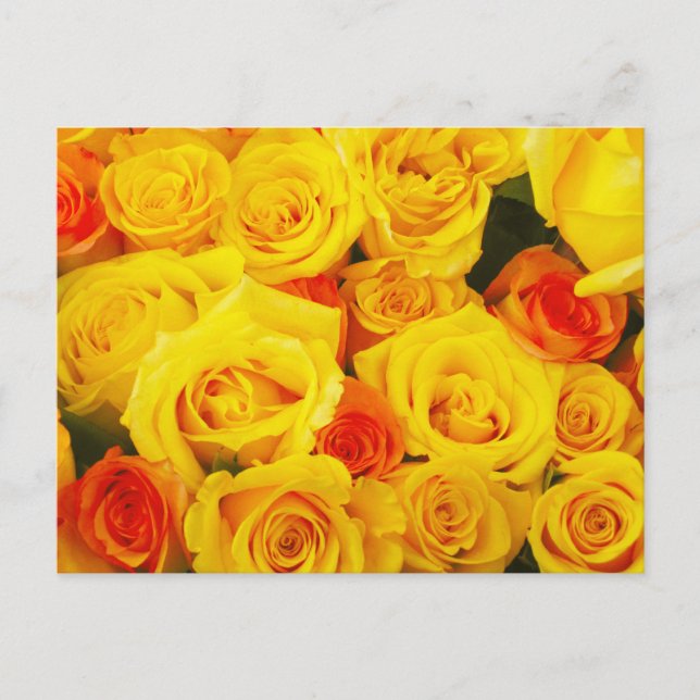 Yellow Roses Paris Postcard (Front)