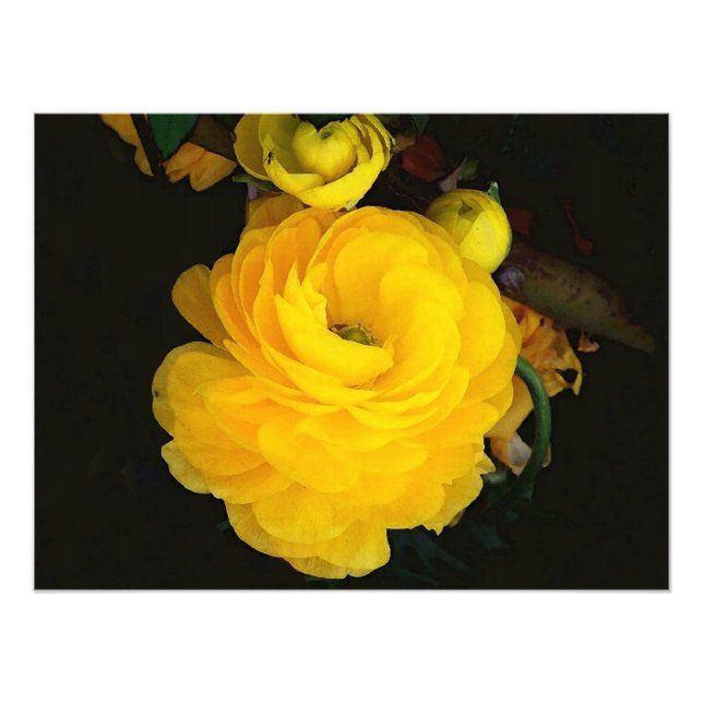 Yellow Roses Photography Photo Print (Front)